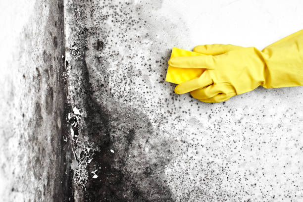 Best Mold Testing  in Cleveland, WI