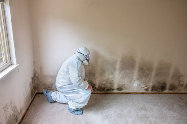 Home Mold Removal in Cleveland, WI