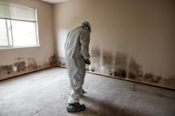 Mold Testing and Removal in Cleveland, WI