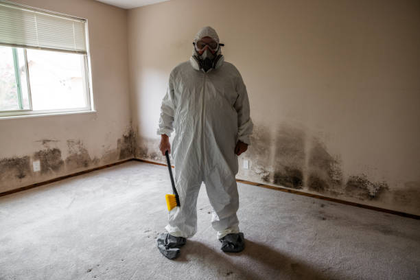 Best Black Mold Removal  in Cleveland, WI