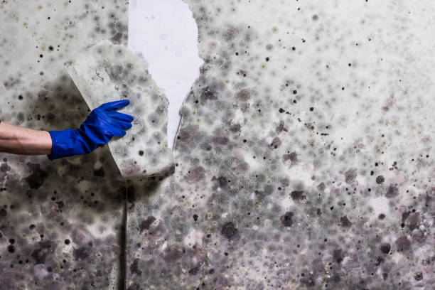 Best Residential Mold Removal  in Cleveland, WI