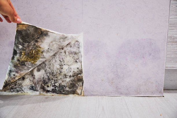 Best Mold Remediation  in Cleveland, WI